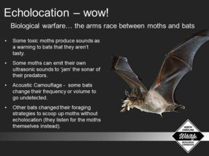 Speaker slide about echolocation