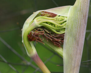 Bronze fennel flower umbel unfurling.