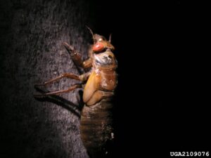 Cover photo for 2024 Cicada Emergence FAQ