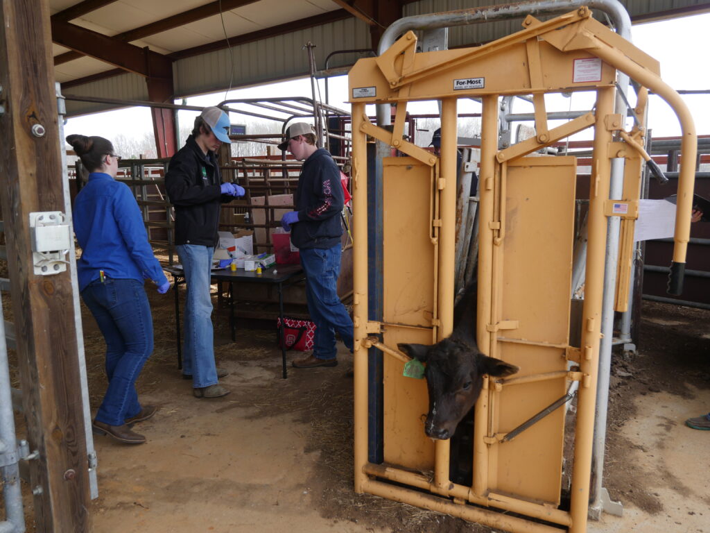 Youth Cattle Handling Contest