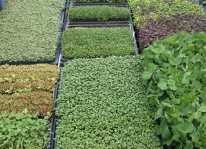 Cover photo for When Production Issues Lead to Unexpected Positive Impacts: Focus on Microgreens
