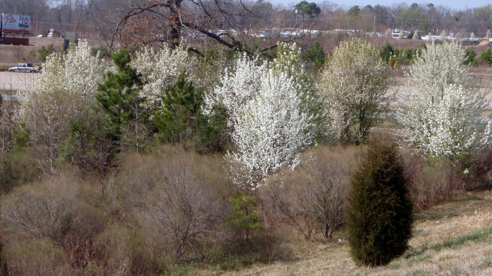 Bradford Pear: An Invasive Pest | N.C. Cooperative Extension