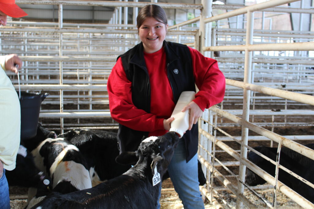 A student feeds a calf by hand.