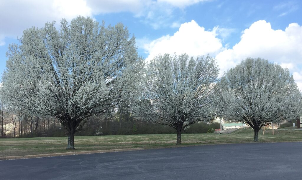 A photo of white blooms on Bradford pear trees by a driveway