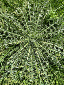 Cover photo for Thistle - Pasture Weed Identification and Control