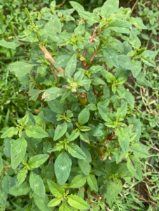 Cover photo for Spiny Amaranth - Pasture Weed Control