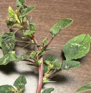 Closeup of green leaves on a red stem laying on a table.