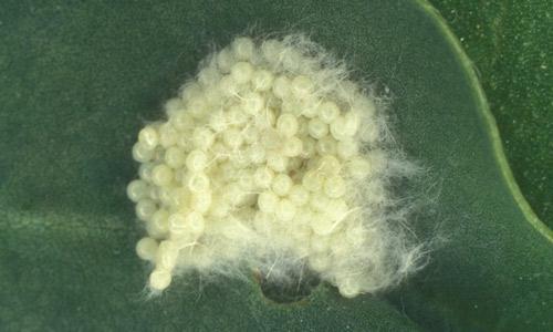 White egg masses on backside of leaf.