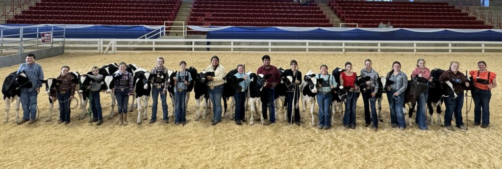 Dairy Steer Group