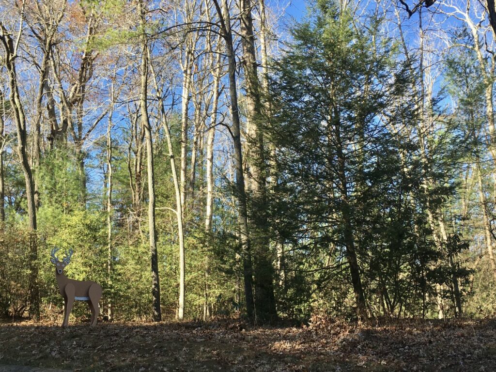 Photo of Hemlock Tree