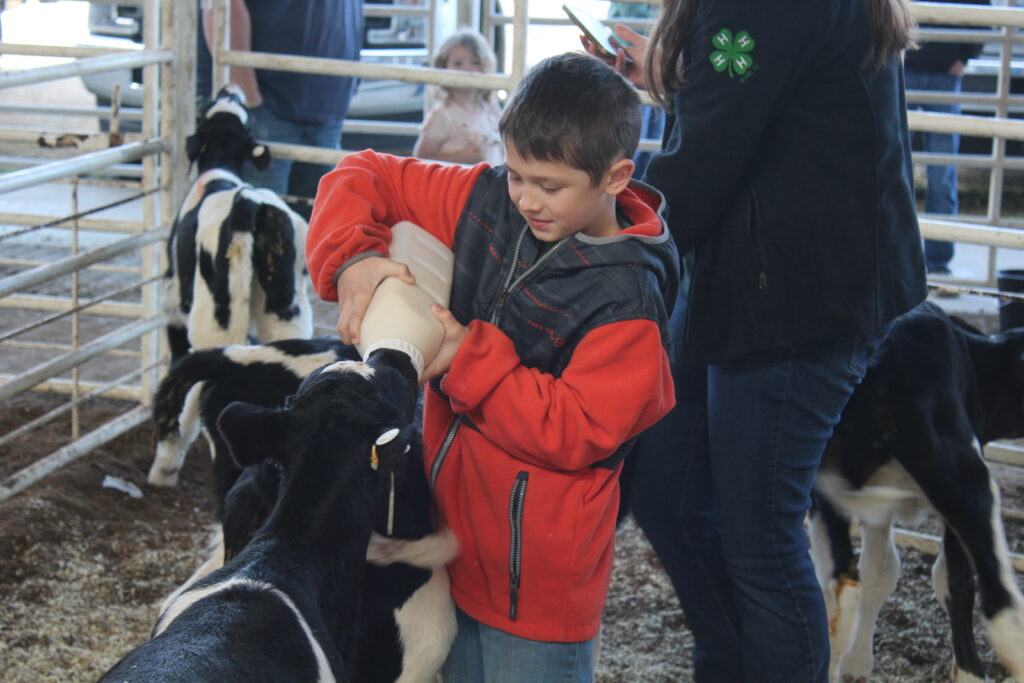 Feeding Calf