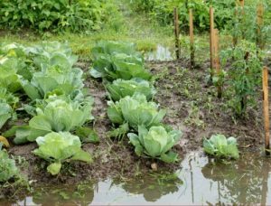 Cover photo for Garden Flooding: Danger to Edible Plants