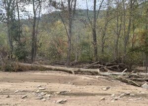 Tree that fell.