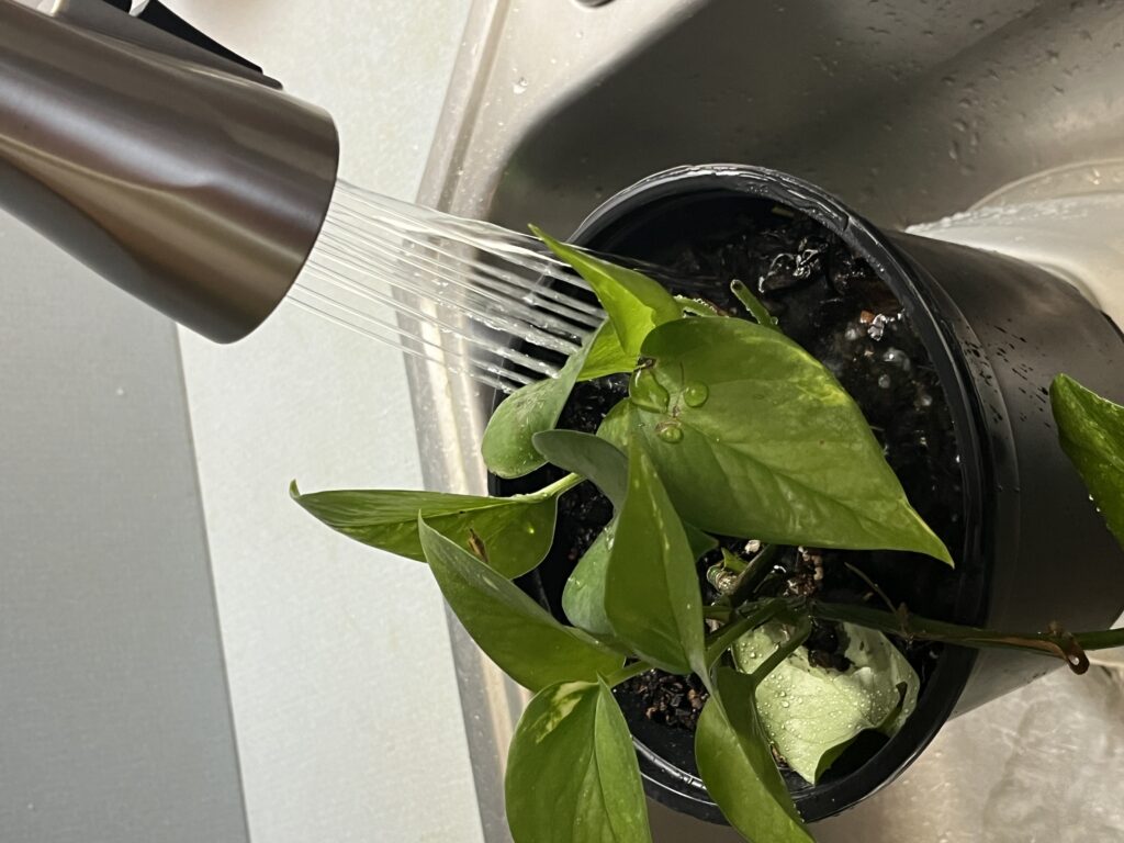 watering houseplant in sink