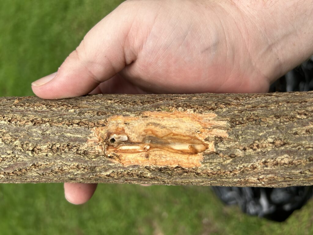 A picture of a sassafras tree with a entry hole made by an ambrosia beetle with brown streaked vascular tissue.