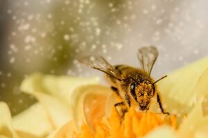 bee on flower