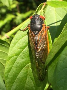 Cover photo for 2025 Cicadas Are Here in WNC