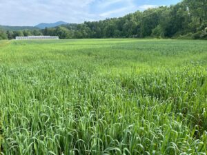 Cover photo for NC State Plant Science Initiative Fosters Innovation