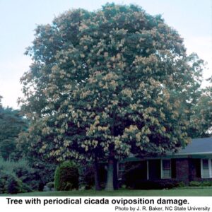 damage to stems tips of an oak tree