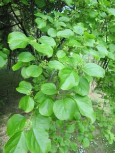 Cover photo for Invasive Plant BOLO: Oriental Bittersweet