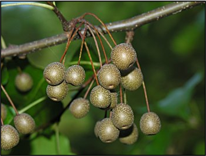 Photo of Bradford Pear Fruit