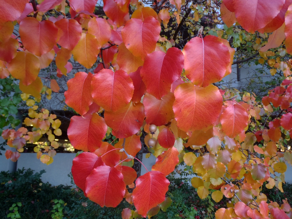 Photo of Bradford Pear leaves