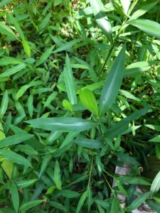 Cover photo for Invasive Plant BOLO: Japanese Stiltgrass