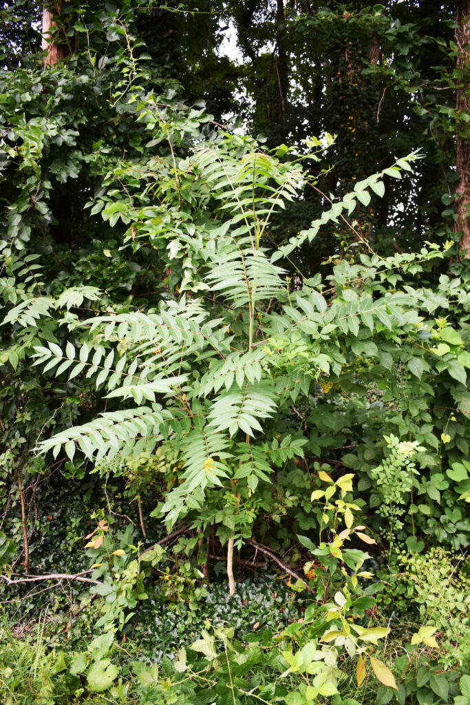 Photo of tree-of-heaven in a forested setting.