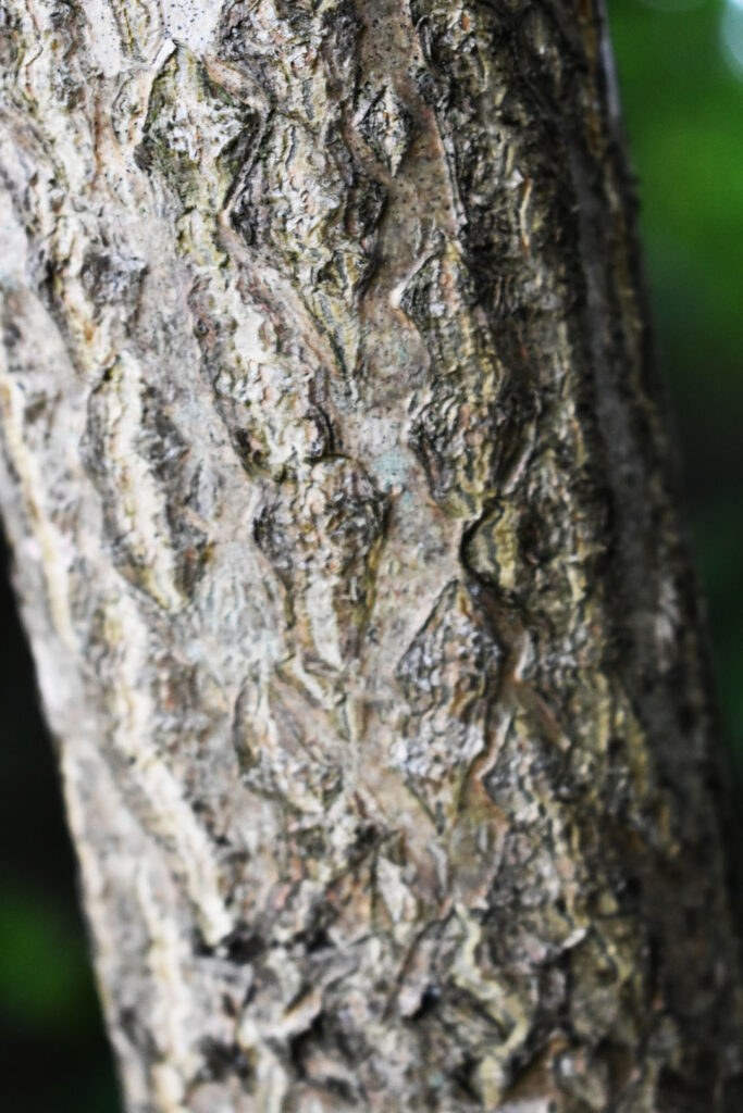 Photo of tree of heaven bark.