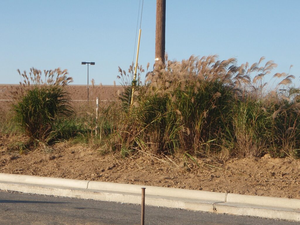 A photo of miscanthus sinensis growing alongside a road curb showing the weedy nature of it's habit.