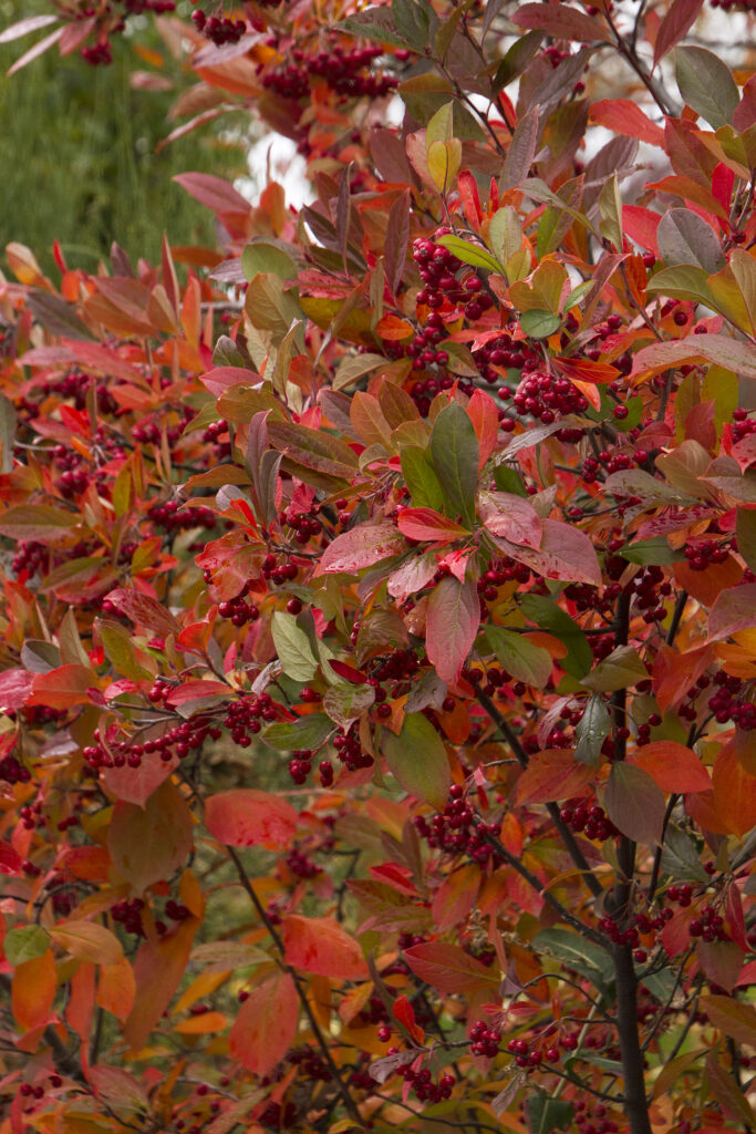 Red chokeberry shrub with red fall color.