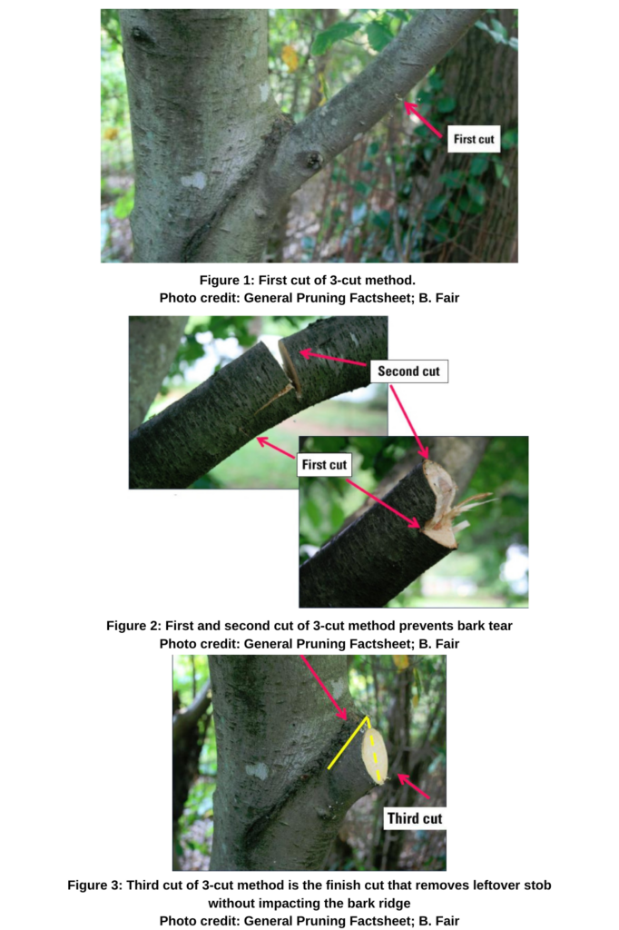 A figure showing the three steps of the three cut method of pruning. The first cut is an under cut, the second cut is a cut from above that removes cut portion. The last cut or finishing cut cuts off stob left, while keeping the branch collar intact.