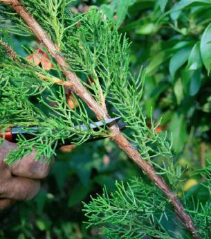 A photo of thinning/reduction cut on arborvitae right above a lateral branch that is equal to or smaller than wood being removed.