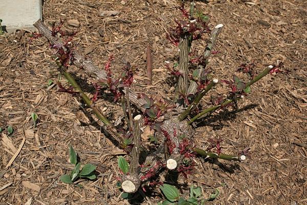 Photo of knockout rose cut down to the ground 3-4" above ground surface with newly formed shoots starting to form.
