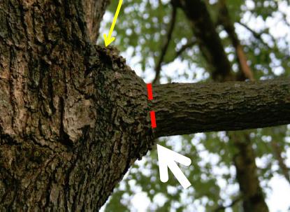 Photo showing how to properly remove deadwood by cutting dead limb off at branch angle indicated by red line that also protects bark ridge and branch collar as indicated by the yellow line.