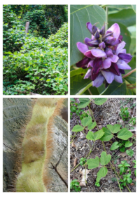 Cover photo for Invasive Plant BOLO: Kudzu